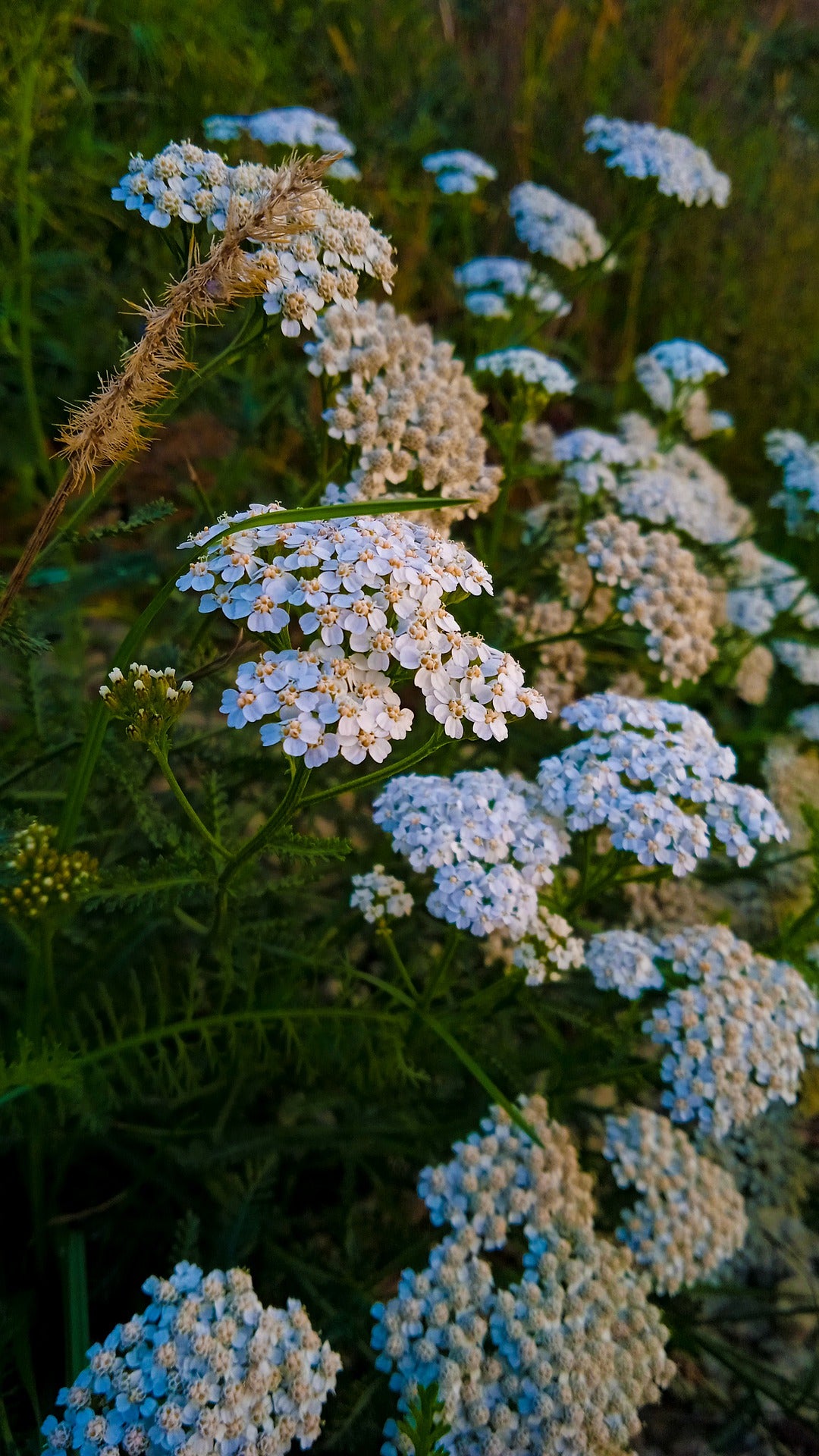 Yarrow Seeds | Achillea millefolium