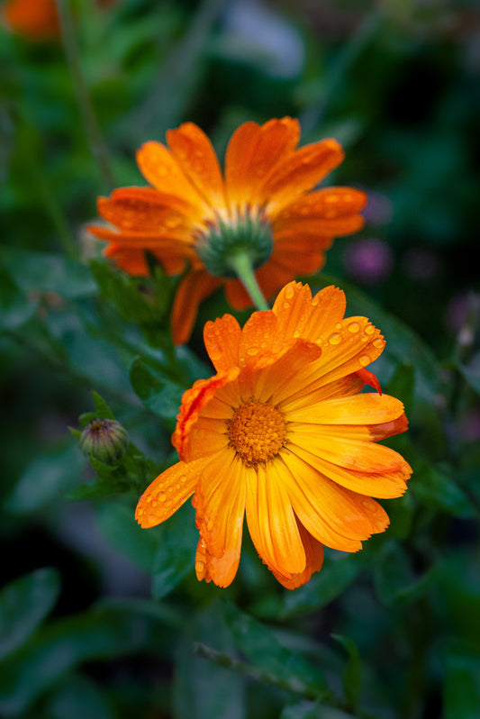 Calendula Seeds | Calendula officinalis